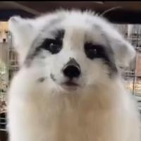 狐里个白头像