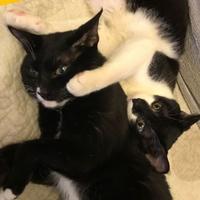 猫星的奥利奥头像