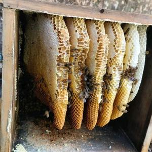 诱蜂与养殖中蜂