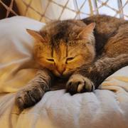 一闪而过536的个人资料头像