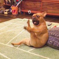 沉默的狗比头像