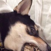 利姆露743的个人资料头像