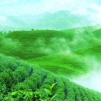 薄言心自闲头像
