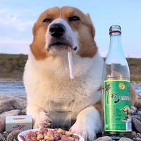 忧伤的小柯基头像