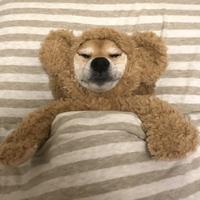 懂车汤姆猫头像