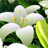 楚留香56142319头像