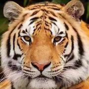 大花猫11750的个人资料头像