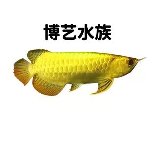 A0博艺水族头像