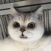 Galaxy985的个人资料头像