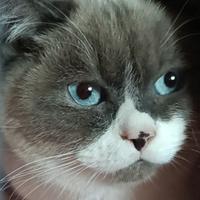 欢快面条uL头像