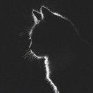 一头居麻的个人资料头像