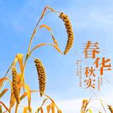春华秋实头像