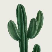 Pcactus的个人资料头像