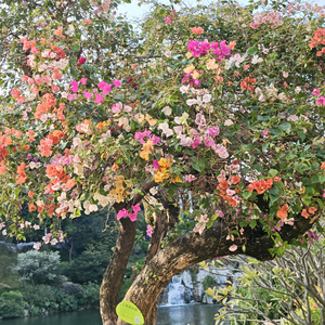 土逗头像