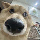 北京最后的单纯1头像