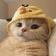 猫吃云头像