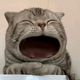 A猪崽养殖头像