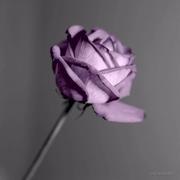 Anew_w的个人资料头像