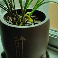 优美橙子sh头像