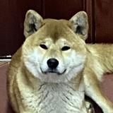 烤莱尔头像