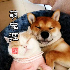 萌宠涯头像