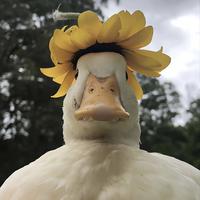 尊贵的摇摇车车主头像