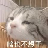 瞎猫有运气头像