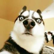 ziyou8的个人资料头像