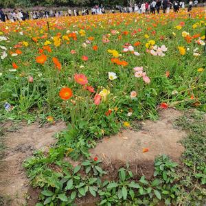 芳芳人头像