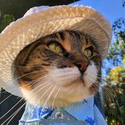 思想钢印的个人资料头像