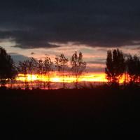 来自猩猩的尼头像