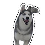 椰汁儿啊🐺头像