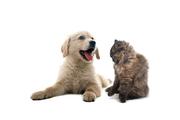 猫狗大战的个人资料头像