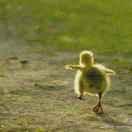 羽翼未丰的个人资料头像