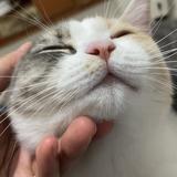 暴打小原头像