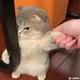 猪猪3083头像