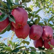 TJ_finger的个人资料头像