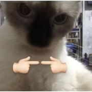 可乐味的星星的个人资料头像