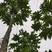 十月的天空的个人资料头像