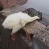 Mr狗熊影院头像
