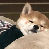 一个何包蛋头像