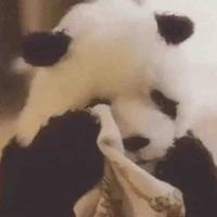 熊猫大王1999头像