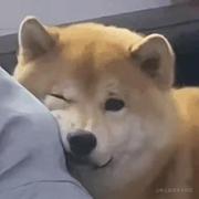 KIKI37的个人资料头像