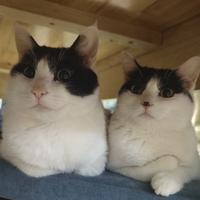 乐观的熊猫z头像