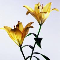 海纳百川80455头像