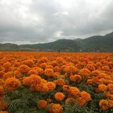 福逸31头像