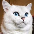 屁孩头像