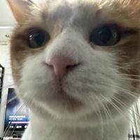 犬八成狗头像