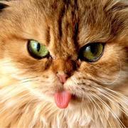 maplesnowzsm的个人资料头像