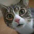 info2018的个人资料头像